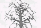 Only a few people can find all the faces hidden in this tree – are you one of them?