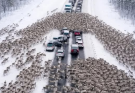 A Holiday Highway Surprise: Reindeer Bring Traffic to a Standstill