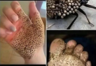 If You See One of These in Your Home 😱😱 — Don’t Touch It, Just Run for Help
