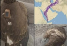 For 20 years, an eagle equipped with GPS puzzled scientists: reco… See more
