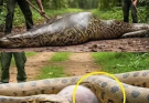 Park rangers cut open the anaconda’s belly and…See more