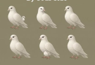 The Number Of Doves You See Reveals Who Walks By Your Side