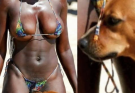 If your dog is sniffing your genital area, it means you have…see more.
